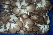 Schöne Pilze