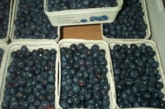 Heidelbeeren vom Obstgarten BVH