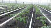 Tomaten BVH Frühling 2016 Sozialer Ökohof Papenburg